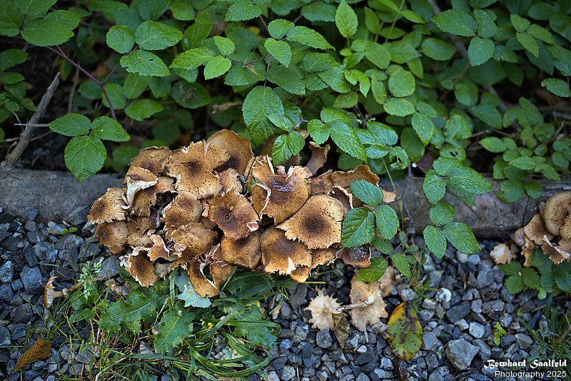 Bernhard Saalfeld - Fischen Rubi (7v9)